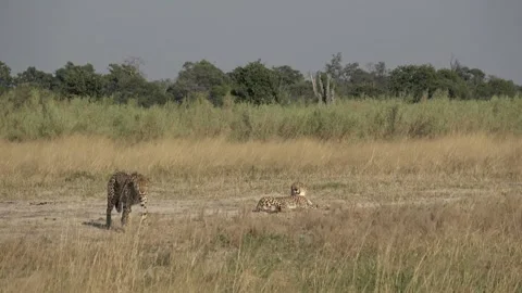Resting cheetah while brother slips deeper into moremi vegetation Vidéo 322978963