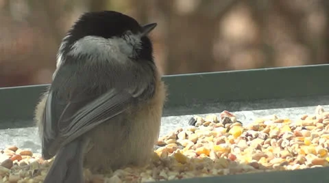 Resting Chickadee Vidéo 22556873