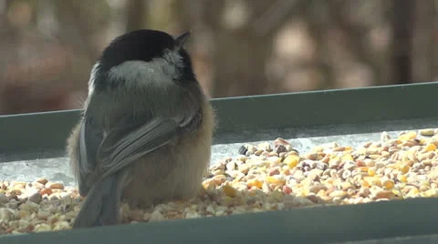 Resting Chickadee Stock Footage 22564666
