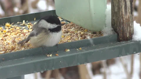 Resting Chickadee Stock Footage 22565497