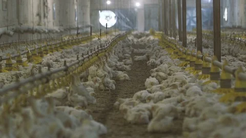 Resting chicken lying and sleeping in a poultry factory with blurred bulbs Stock Footage 99284255