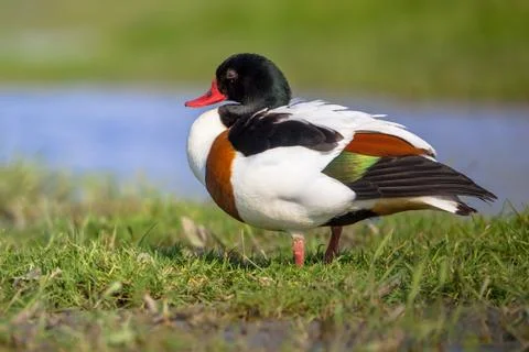 Resting Common shelduck Foto stock