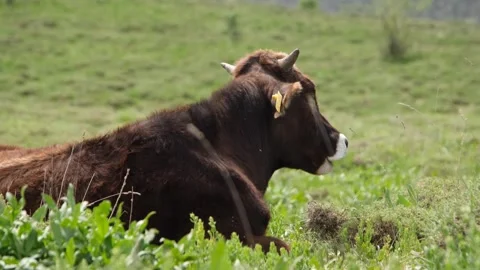 Resting cow Stock Footage 294129734