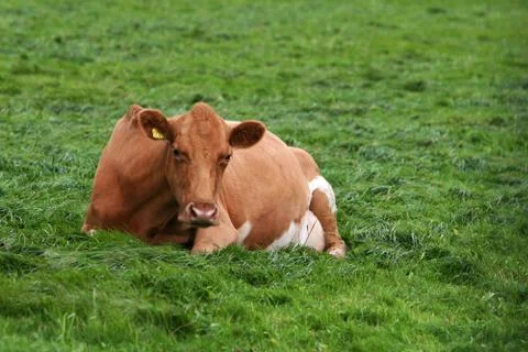 Resting cow Stock Photos