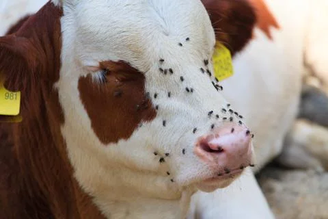 Resting cow. Stock Photos