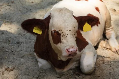 Resting cow. Stock Photos