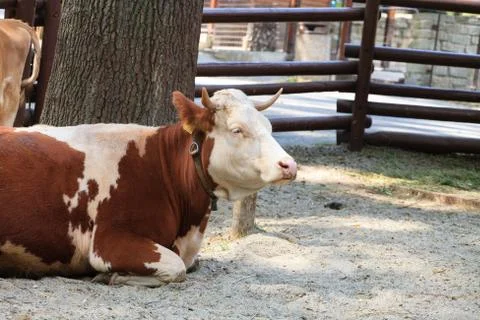 Resting cow. Stock Photos