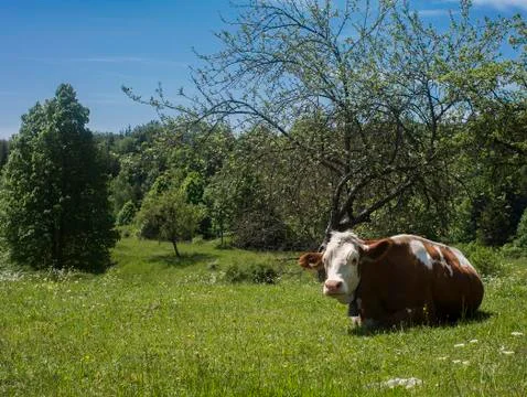 Resting cow Stock Photos