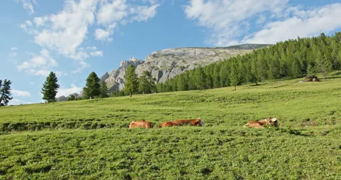 Resting cows in alpine meadow in the Dolomites Stock Footage 340791986