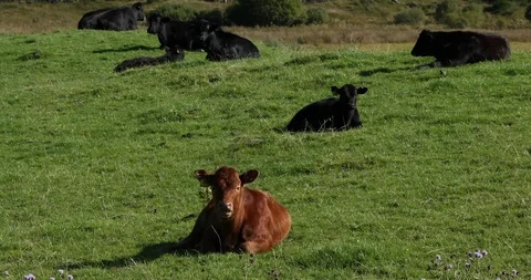 Resting cows Stock Footage 101346008