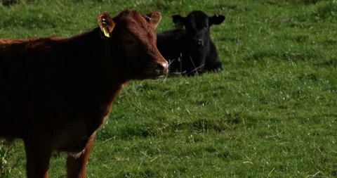 Resting cows Stock Footage 101346087