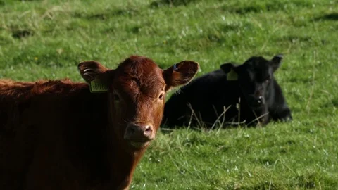 Resting cows Video stock 101354208