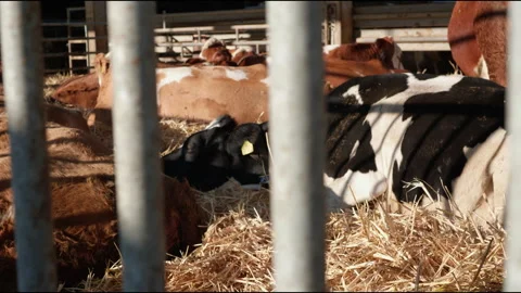 Resting Cows Lying on Straw in Peaceful Barn – 4K Footage Stock Footage 305189060
