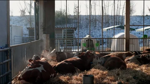 Resting Cows Lying on Straw in Peaceful Barn – 4K Footage Stock Footage 305191421