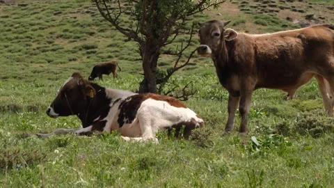 Resting cows in the meadow Stock Footage 294129749