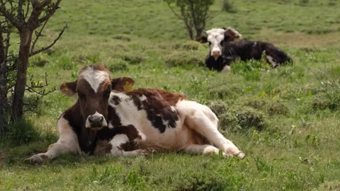 Resting cows in the meadow Stock Footage 294143216