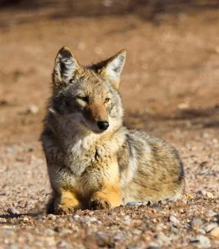 Resting coyote Stock Photos