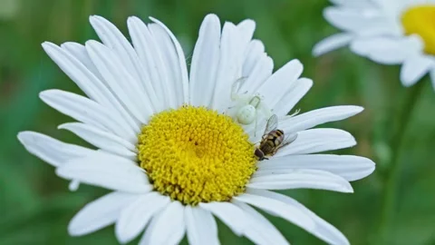Resting crab spider and bee on white daisy flower after fight Stock Footage 342131375