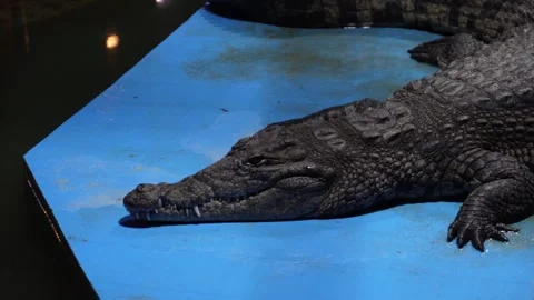 Resting crocodile awakens on blue platform under soft light Vidéo 301757936