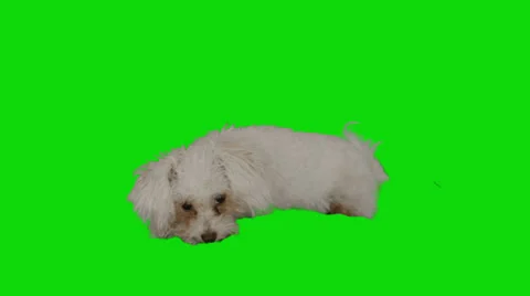 Resting cute white dog Stock Footage 30395847