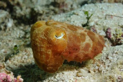 Resting cuttlefish Stock Photos
