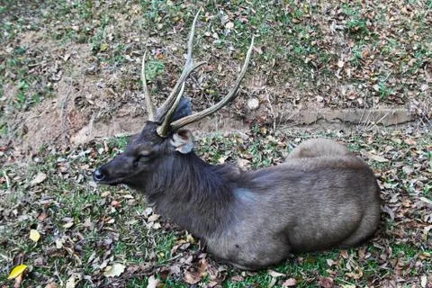 The resting deer on the grass. Stock Photos