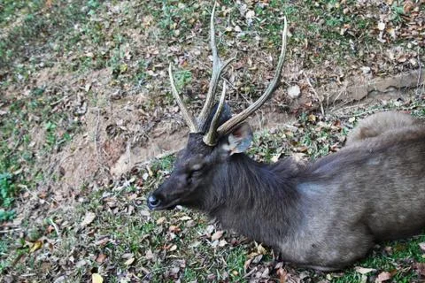 The resting deer on the grass. Stock-Fotos