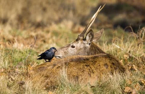 Resting Deer with Jackdaw on Its Back Stock Photos