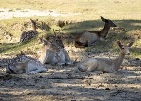 Resting Deer Stock Photos