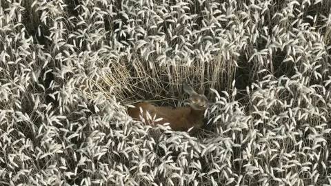 Resting deer in a wheat field Video stock 313833937