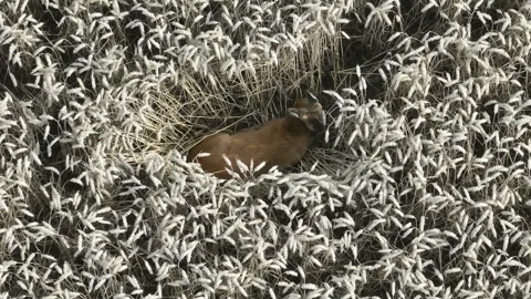 Resting deer in a wheat field Video stock 313834262