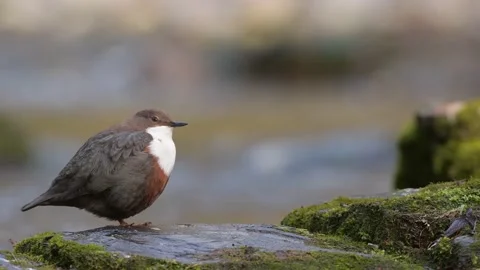 Resting Dipper on the riverside Video stock 170499814