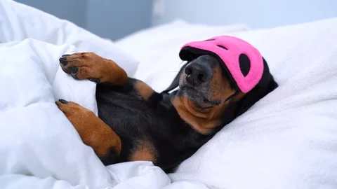 Resting dog dachshund lying down on a white pillow and we see only animal hea Video stock 115664396