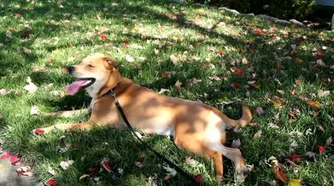 Resting Dog 動画素材 12397672