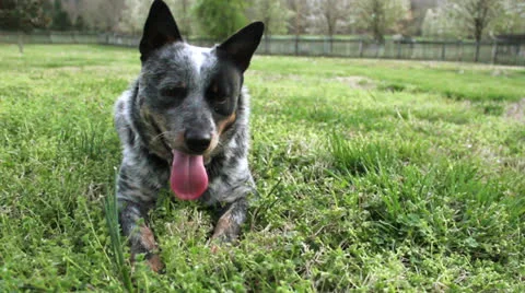 Resting Dog Stock Footage 22564402