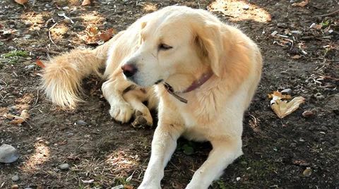 Resting dog 動画素材 39157073