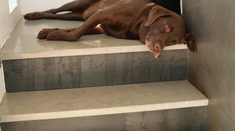 Resting Dog Stock Footage 40804176