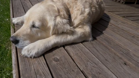 Resting dog Video stock 112376794