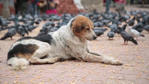 RESTING DOG Stock Footage 124885108