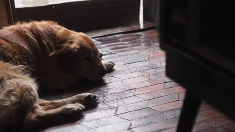 Resting dog Stock Footage 237400759