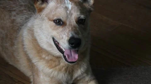 Resting Dog laying on an open floor Stock-Footage 1055134