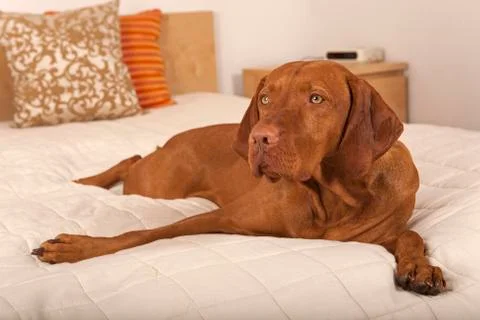 Resting dog Stock Photos