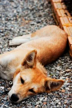Resting Dog Stock Photos