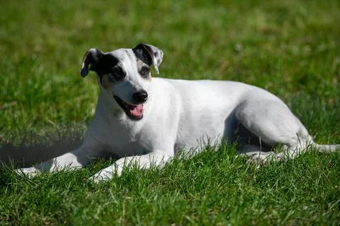 Resting Dog Stock Photos