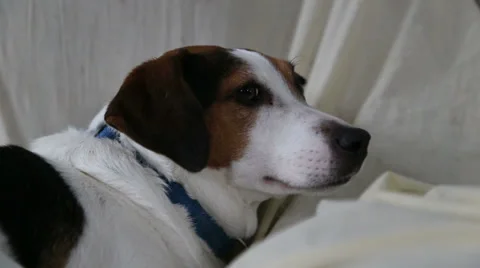 Resting Doggy Stock Footage 33846027
