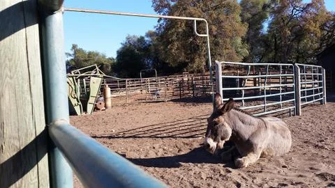 Resting Donkey Stock Photos
