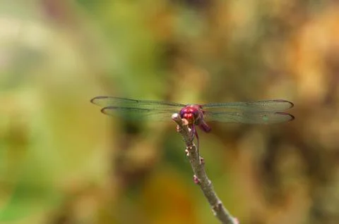 Resting dragonfly close up Stock Photos