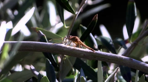 Resting dragonfly Vídeo Stock 33483417