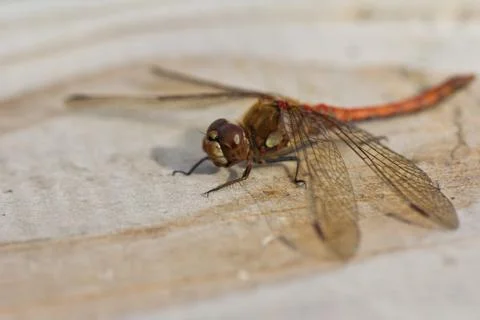 Resting dragonfly Stock Photos
