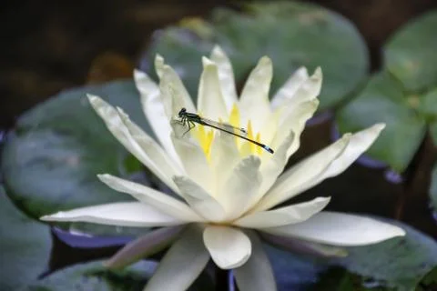 Resting dragonfly Stock Photos